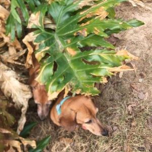 Meet your Posher, Sheila